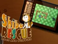 image bg Shiba Rescue : Dogs and Puppies