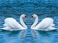 Swans Slide image