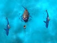 image bg Avoid the Sharks